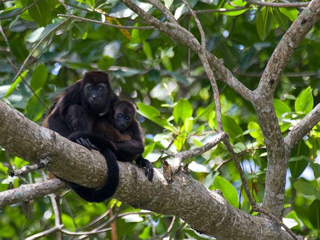 29-baby-howler-monkey