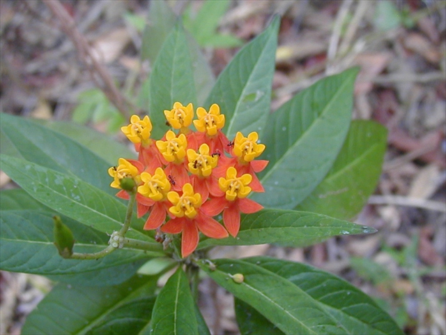 asclepias_curassavica
