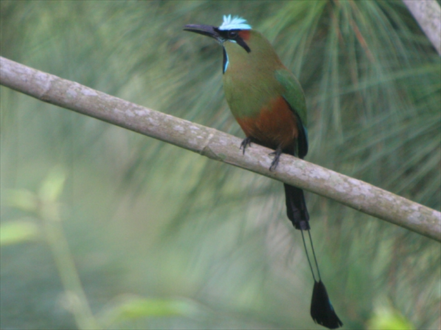 cerro-azul-turquoise-browed-motmot