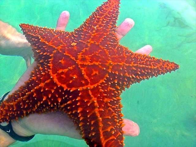 starfish