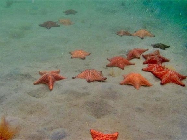 starfish1