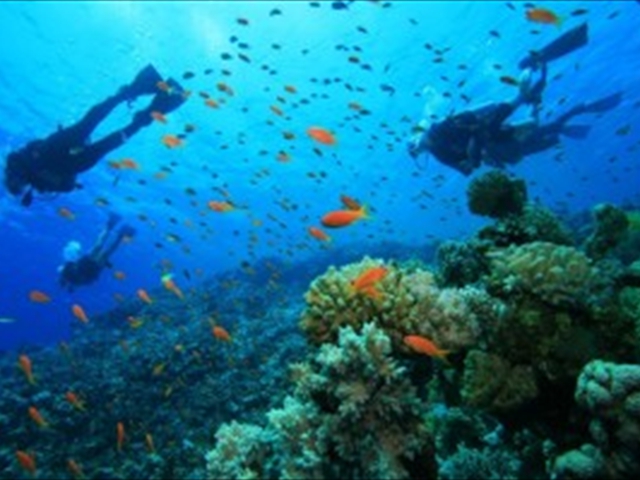 starfish10