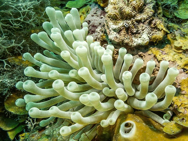 starfish11