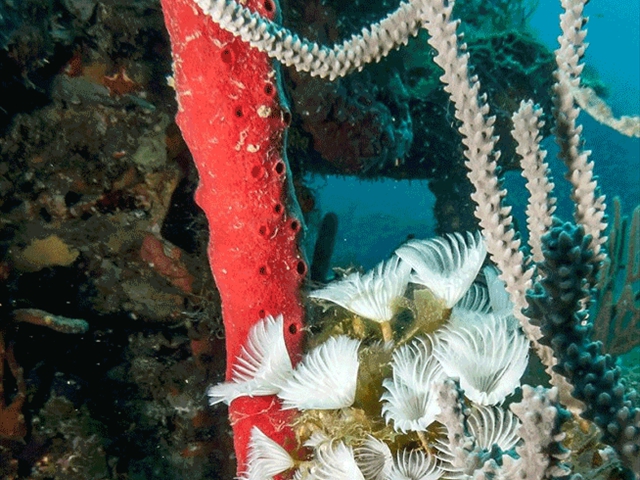 starfish13