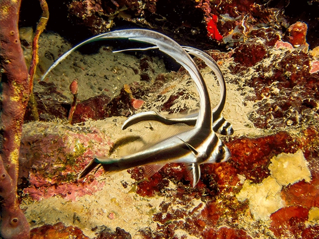starfish15