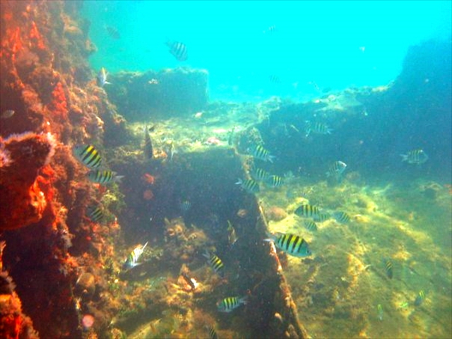 starfish18