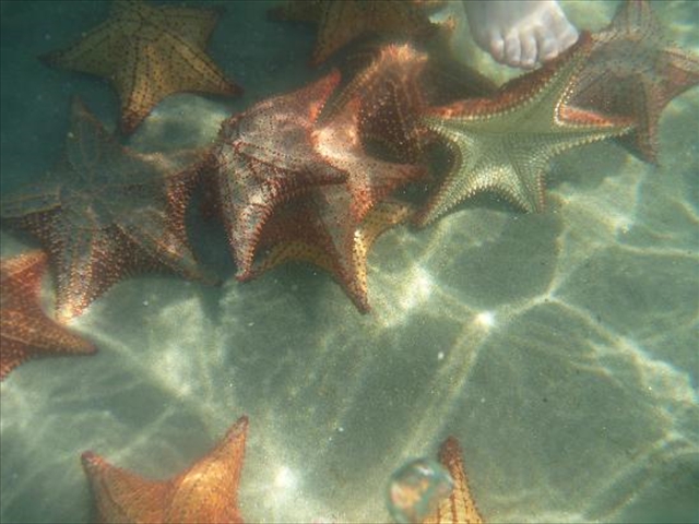 starfish4