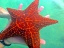 starfish