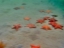 starfish1