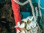 starfish13