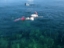 starfish14