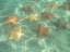 starfish2