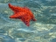 starfish3