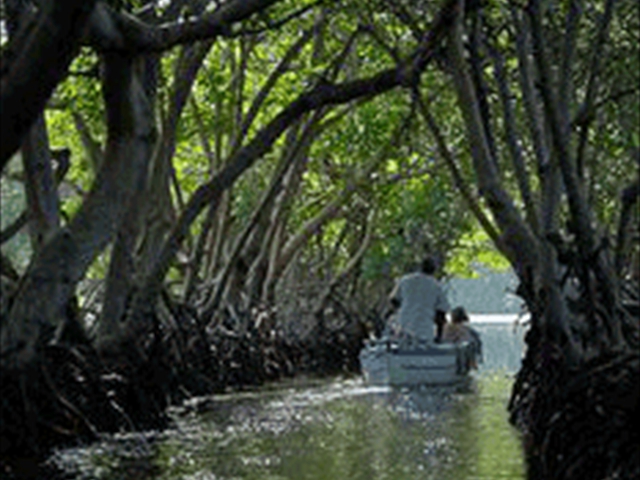 mangroves