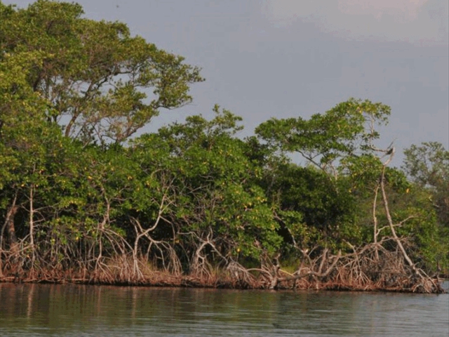 mangroves10