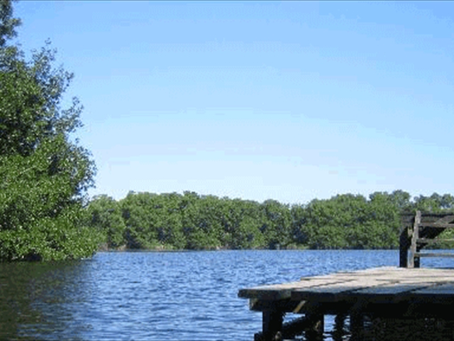 mangroves11