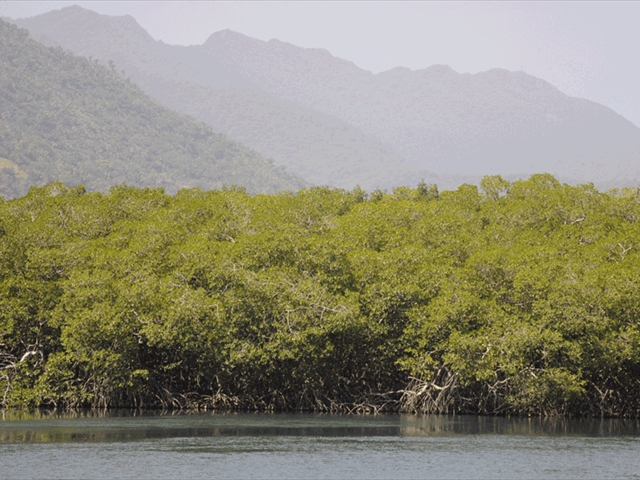 mangroves2