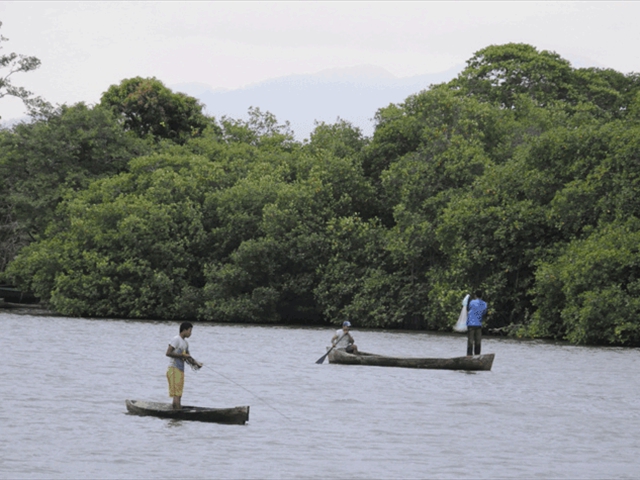 mangroves5