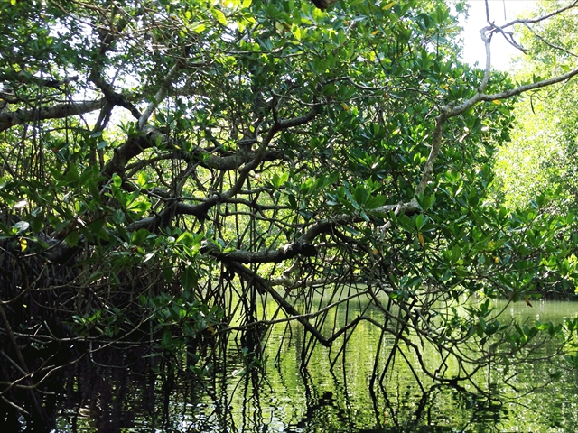 mangroves6