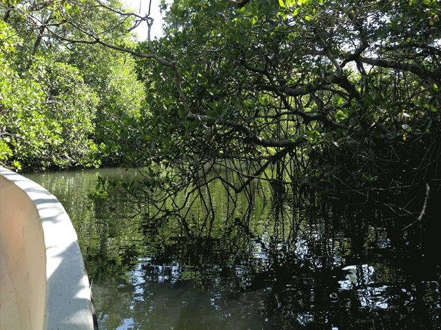 mangroves8