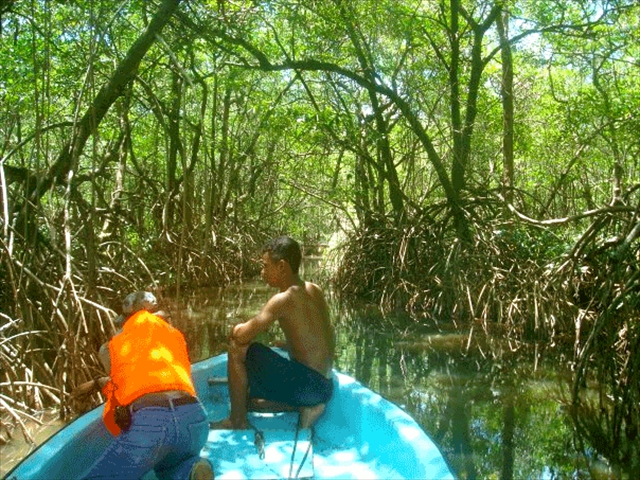 mangroves9