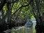 mangroves