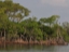 mangroves10