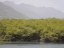mangroves2