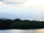 mangroves4