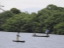 mangroves5