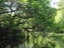 mangroves6