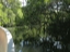 mangroves8